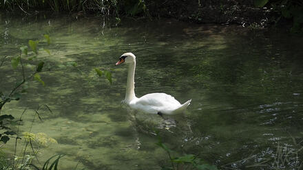 Look a swan!!
