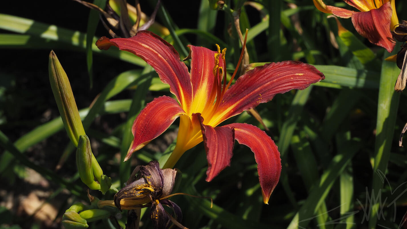 Look at this cool flower!