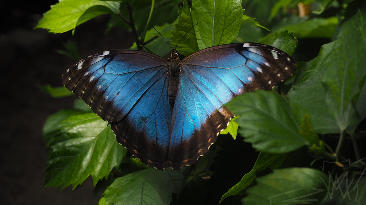 Blue Butterfly :D