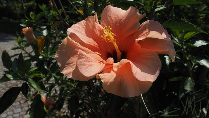 Yo another flower!!