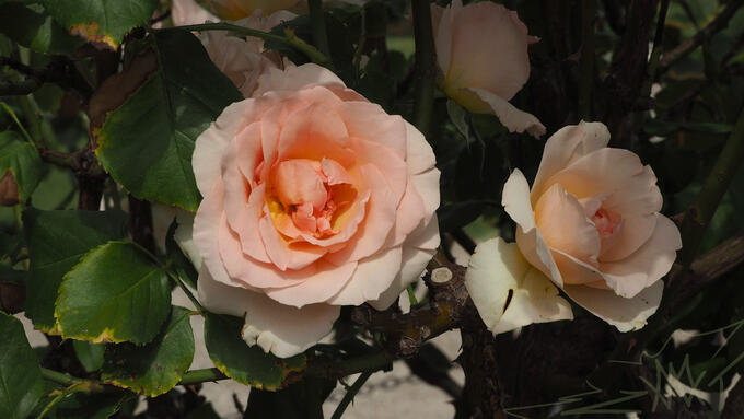 Roses!! yay!