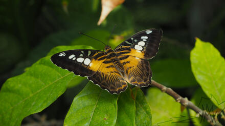 Butterfly!!